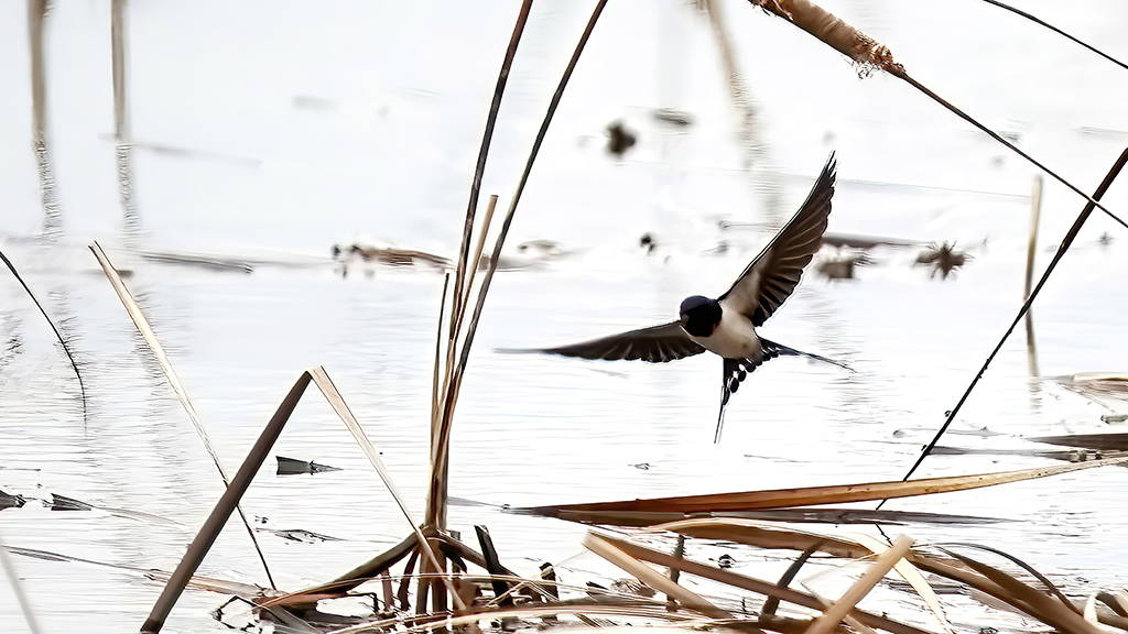 Barn Swallow